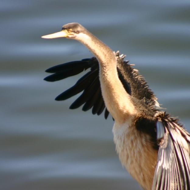 Australasian Darter Australasian Darter